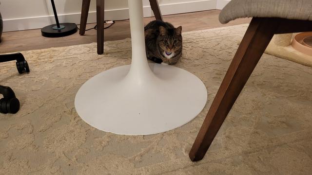 Photo of a brown striped tabby with a white patch of fur on his chest and white paw toe tips crouched beneath a table. His expression doesn't say he's happy because he's not.