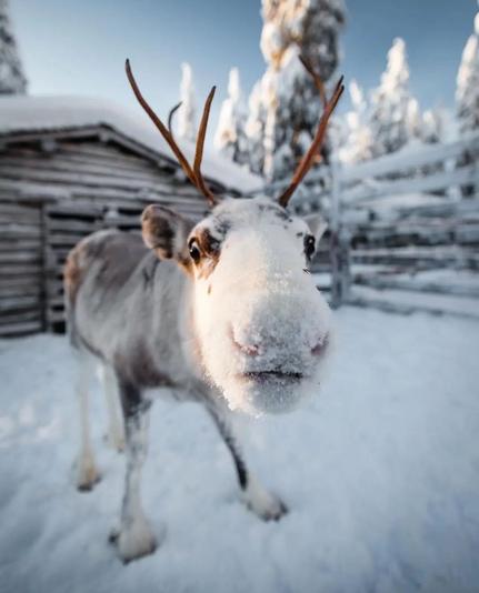 Photo. A color photo of a reindeer. The cute reindeer's snow-covered snout is very close to the camera and it is looking straight at us. In the background you can see a typical wooden hut and a gate in the snow.