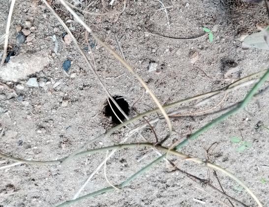 Ronda truo en la tero, kun diametro ĉirkaŭ 5 centimetroj kaj profundo pli ol 20 centimetroj