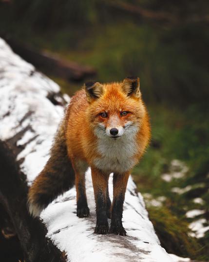 A red fox with a lush coat and bright eyes stands alert on a snow-dusted log, with a soft-focus background of greenery.