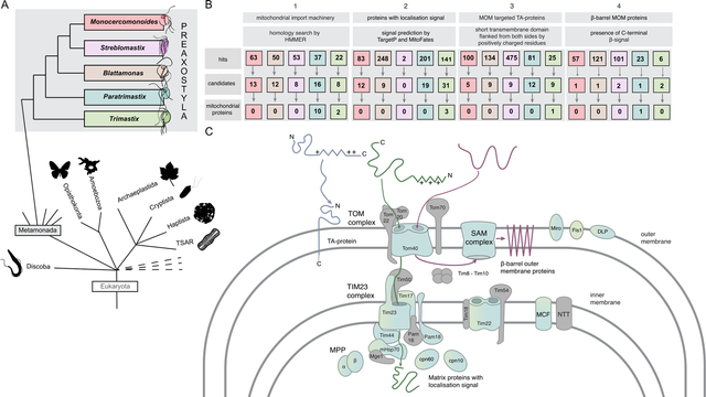 figure from the paper showing a simplified tree of eukaryotes and results of searches for miotochondrial proteins in a number of microbial species
