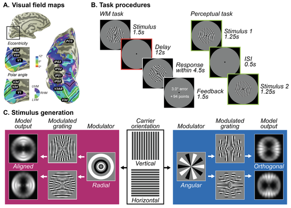 Figure 1. Population receptive field mapping, trial design, and stimuli generation schema