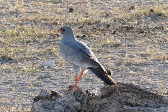 Pale chanting goshawk (Melierax canorus) on rocks at Etosha National Park, Namibia