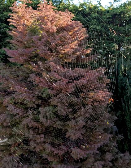 View out an open window. A large spiderweb forms concentric circles that glint in the morning sunlight. In the background is a cryptomeria tree, its foliage coloured pinkish bronze and dark green. Behind it is a tall hedge of green Leyland cypress.