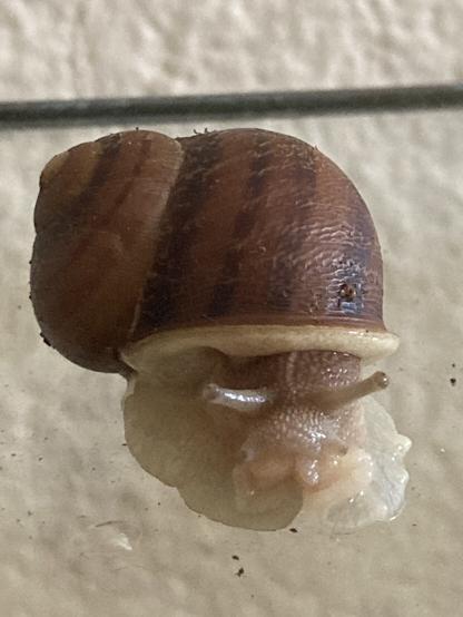 A closeup photo of Trixie the garden snail. She was sleeping upside down on the terrarium lid, and was very confused when I opened it to clean the food dish.