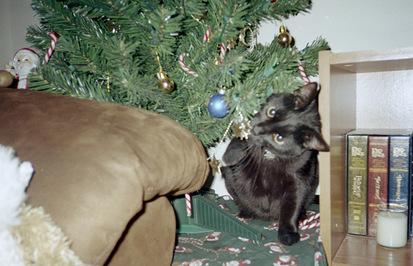 black cat playing with a tree ornament