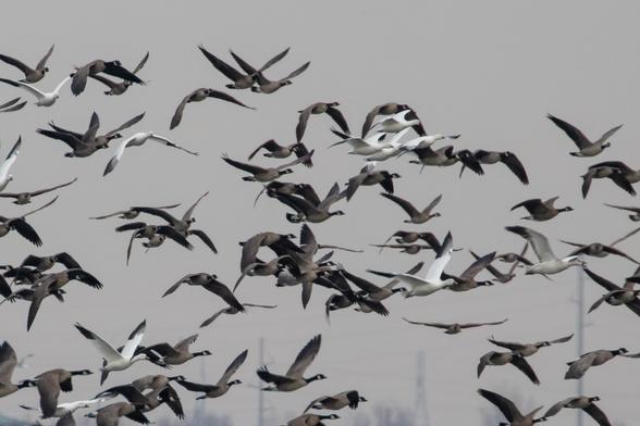 A large flock of geese in flight in a gray sky. They are mostly Cackling Geese, with some Snow Geese and one or two Ross’s Geese mixed in.