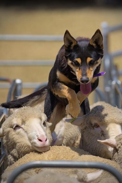 A black and tan kelpie is running across the backs of a group of sheep in a pen. She is mid bound, with her front feet in the air and her hind legs launching her forward, as she pounces towards the camera. Her ears are pricked and her tongue is out; it is a hot summer day and she certainly appears to be enjoying herself.

While the photo is zoomed relatively tight around the dog, a number of sheep can be seen in the foreground, looking relatively unfazed by the dog on their backs.