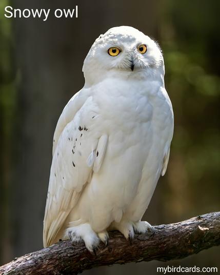 The Snowy owl (Bubo scandiacus) is a large, white owl known for its striking appearance. It inhabits Arctic regions of Eurasia and North America. With a wingspan of up to 1.5 m (5 ft), it is one of the largest owl species. Snowy owls have dense feathers that provide insulation in cold climates. They have relatively small heads and bright yellow eyes. Unlike most owls, Snowy owls are diurnal, meaning they are active during the day. They are remarkable hunters, primarily feed on small mammals, birds, and occasionally fish. Conservation status: Vulnerable. CC: HFYZ π·: Photo by Erik_Karits via Pixabay 2022