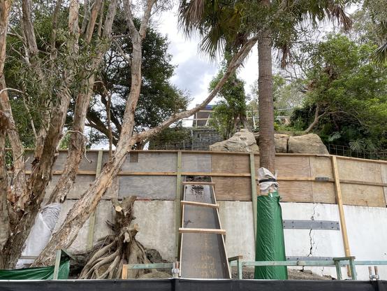 No one gives a fig - Manly ocean views