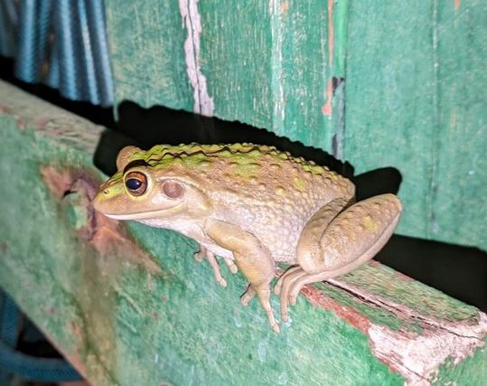 Probably a western green tree frog sitting on a wooden verandah strut