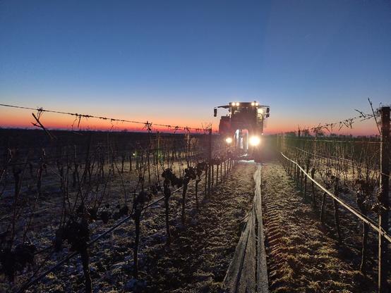 Klare Winternacht in einem Weingarten Om Hintergrund beginnende Morgenröte, es wird bald hell. Im Scheinwerferlicht sieht man eine Lesemaschine über die blattlosen Reihen fahren.