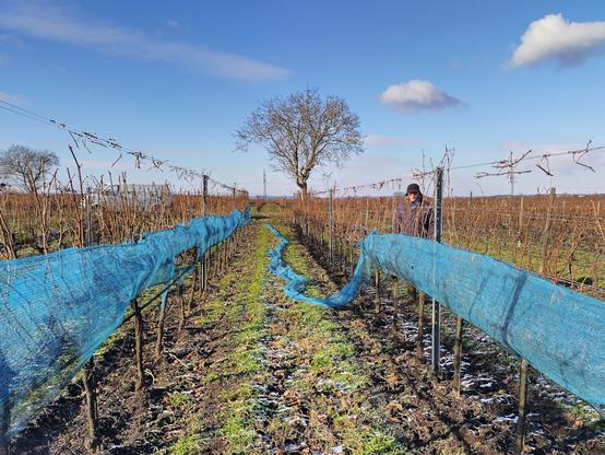 Ein Weingarten im Winter. Die Traubenzone der Reben ist mit blauen Vogelschutznetzen verhängt. Eine Person entfernt gerade die Netze als Vorbereitung auf die anstehende Eiweinlese. Auf dem Boden Frost und keine Blätter mehr auf den Reben und den im Hintergrund sichtbaren Bäumen.