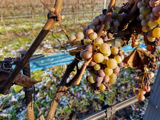 Weintrauben auf einem Rebstock. Es ist Winter, keine Blätter sind mehr auf den Reben und am Boden liegt etwas Schnee, allerdings ist noch mehr Gras als Schnee sichtbar. Einige Trauben sind bereits von Botrytis befallen und zusammengetrocknet, einige noch gesund und saftig.