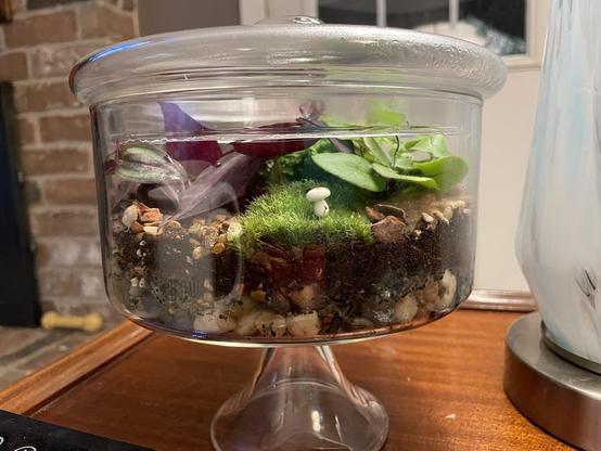 A small trifle bowl planted with moss, Purple Heart, and a couple of other green plants, one with more broad leaves and one fern like, on a substrate of pebbles and coarse soil. There are tiny ceramic mushrooms on the moss.