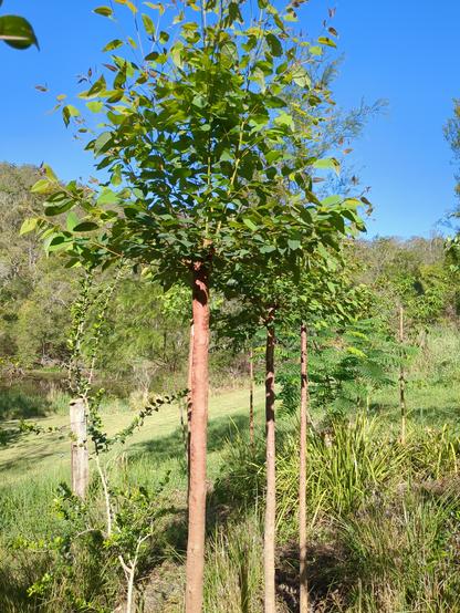 A single pollarded Eucalytpus with minor regrowth after a Spring prune. The bole of the trunk is straight and clear with all of the regrowth at the top of trunk.
