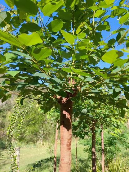 A close-up of a pollarded Eucalyptus showing regrowing shoots after cutting. In the background are other pollarded trees, a fruit tree, and mown grass.