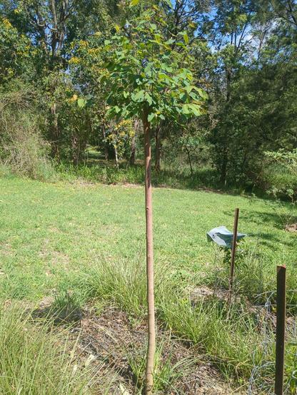 A single Eucvalyptus pollard with short regrowth after an earlier prune. In the background is mown grass and other vegetation.