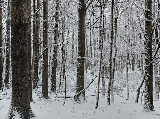 Trees with snow