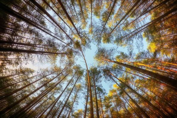 Warm fisheye photo of pine trees, when looking from the ground straight up to the sky