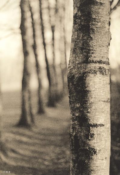 A birchtree close to the camera with a row of some blurry in the back.