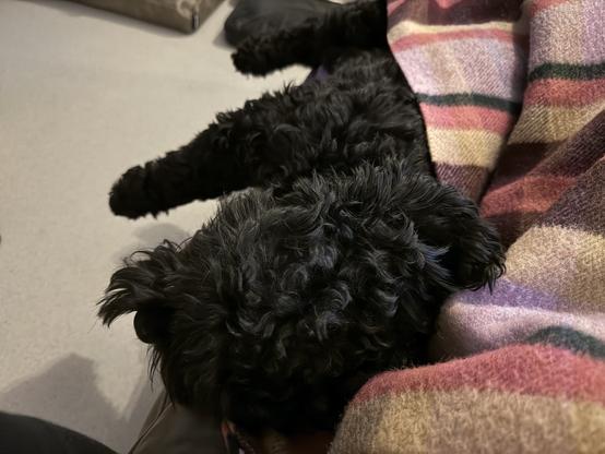 Joy the black labradoodle stretching out on the couch next to me.