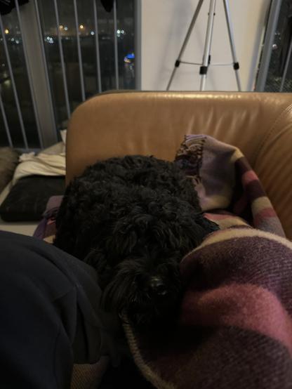 Joy the black labradoodle looking at us with her snout on my knees after she stole my blankie.