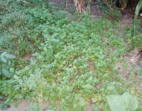 Des plants de menthe sur un sol plutôt sableux