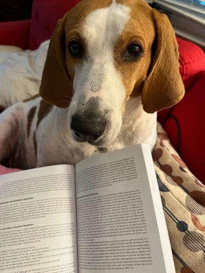 Pancake the dog, white dog with brown spots, looking at camera, person holding the camera is clearly trying to to read a book