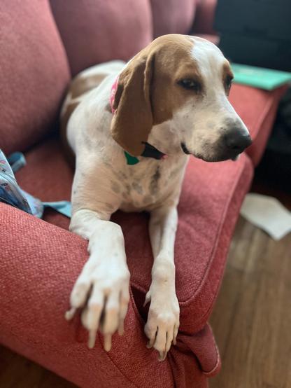 Pancake on red couch giving side-eye