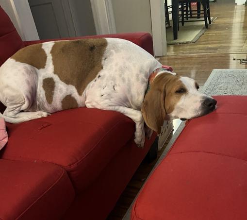 Pancake laying on couch, resting head on ottoman
