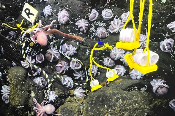 Scientific instruments placed on the sea floor among multiple octopuses