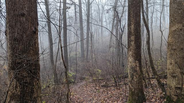 Path covered in fall leaves meandering through mist in a woodland of bare trees.