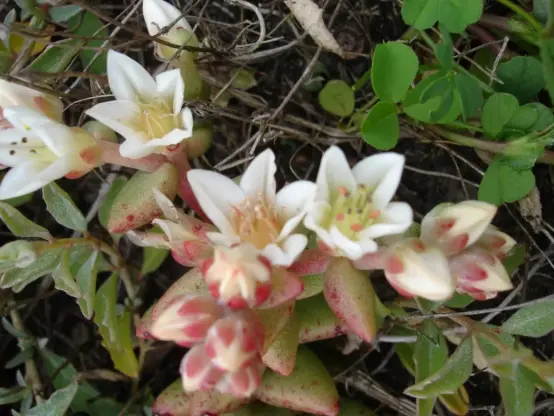 small succulent plant with white flowers