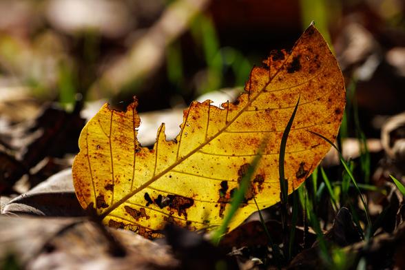 A color photograph of a leaf.