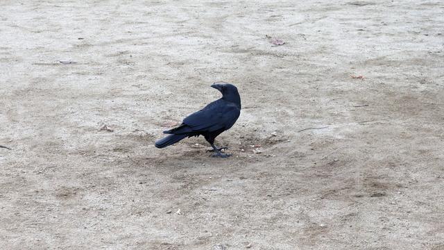 Mr. Crow eating peanuts in the morning.