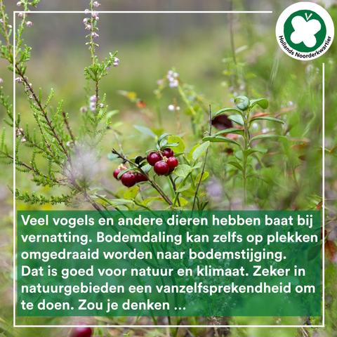 Foto van veenbes (cranberrie) in het veld en tekst: Veel vogels en andere dieren hebben baat bij vernatting. Bodemdaling kan zelfs op plekken omgedraaid worden naar bodemstijging. Dat is goed voor natuur en klimaat. Zeker in natuurgebieden een vanzelfsprekendheid om te doen. Zou je denken …