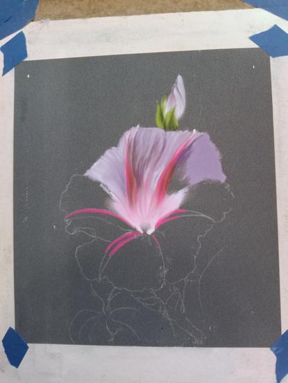 Partially worked on soft pastel artwork on dark blue paper of a morning glory flower with purple and magenta petals.