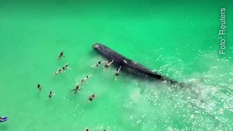 Menschen nähern sich dem Pottwal am Strand von Perth und berühren ihn. (Foto: Reuters)