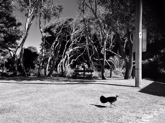 Sawtell beach, lawn meets bush. Commerce encroaching on bush turkey's habitat