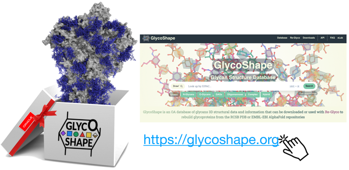 left, white box with the GlycoShape logo and oracle logo with the spike protein in grey with glycans in blue sticking out. Right, fron page of the GlycoShape website with URL below