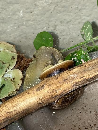 A photo of Niles the garden snail, sleeping on the edge of a grey water dish. Various small plants can be seen around the edges of the pool and a stick bisects the frame, covering Niles partially. His sleepy eyestalks are poking out a little bit.