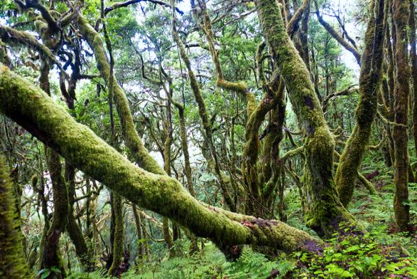 Ein Wald von dick mit Moos bewachsenen Bäumen, deren Stämme und Äste zum Teil grotesk gekrümmt sind.
