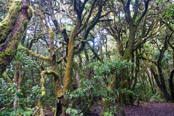 Ein Wald von dick mit Moos bewachsenen Bäumen, deren Stämme und Äste zum Teil grotesk gekrümmt sind.