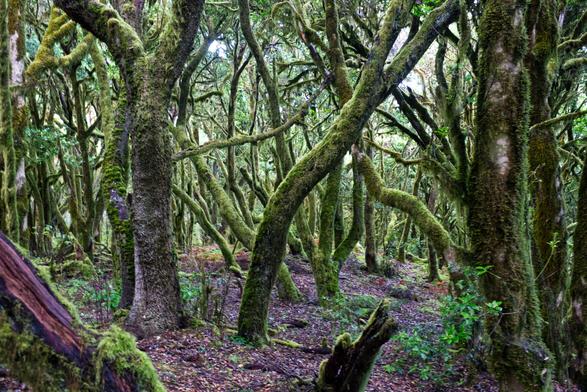 Ein Wald von dick mit Moos bewachsenen Bäumen, deren Stämme und Äste zum Teil grotesk gekrümmt sind.
