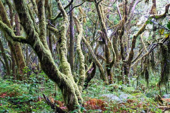 Ein Wald von dick mit Moos bewachsenen Bäumen, deren Stämme und Äste zum Teil grotesk gekrümmt sind.