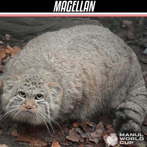 a very round manul called magellan