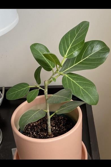 A lush and small Ficus Audrey looking pretty