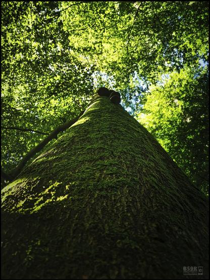 Das Foto im Hochformat zeigt - dicht an einen mächtigen Baumstamm geschmiegt und die Kamera dem Stamm folgend gen Himmel gerichtet - das gewaltige Blätterdach des Baumes. Der Stamm nimmt am unteren Bildrand mehr als die Bildbreite ein und verläuft dann in der Höhe bis etwas über das Bildzentrum hinaus, wobei sich der Stamm perspektivisch verjüngt. Der Weg zum riesigen Blätterdach der Krone wird nur kurz von einer kleinen Kolonie Baumpilze in der Bildmitte unterbrochen. Das Blätterdach nimmt mehr als die Hälfte der Bildfläche ein, an wenigen Lücken ist der blauweisse Himmel zu sehen.

The photo in portrait format shows the tree's enormous canopy of leaves - nestled close to a mighty tree trunk and the camera following the trunk towards the sky. The trunk takes up more than the width of the picture at the lower edge and then extends in height slightly beyond the centre of the picture, with the trunk tapering in perspective. The path to the huge canopy of leaves in the crown is only briefly interrupted by a small colony of tree fungi in the centre of the picture. The canopy takes up more than half of the picture, with the blue-white sky visible in a few gaps.
