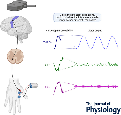 Graphical abstract of the paper in Journal of Physiology describing that unlike motor output oscillations, corticospinal excitability (as measured via TMS) spans a similar range across different time-scales. Namely the instructed one at 0.25Hz, that of submovements at 2Hz and that of tremor at 8Hz.